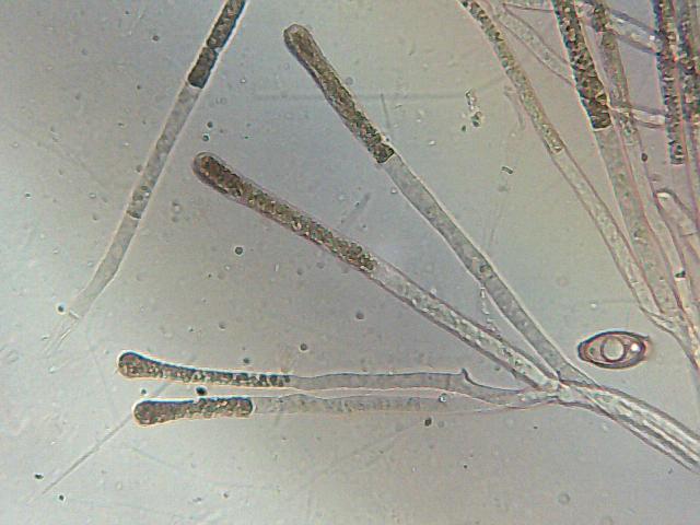 Discina gigas